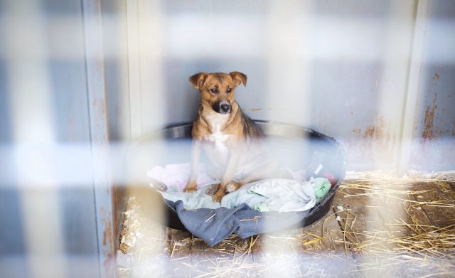 chien dans une cage normandie bray eawy